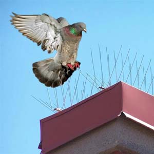spikes bird proofing solar panels
