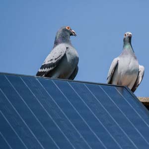 remove birds solar panels